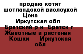 продаю котят шотландской вислоухой › Цена ­ 10 000 - Иркутская обл., Братский р-н, Братск г. Животные и растения » Кошки   . Иркутская обл.